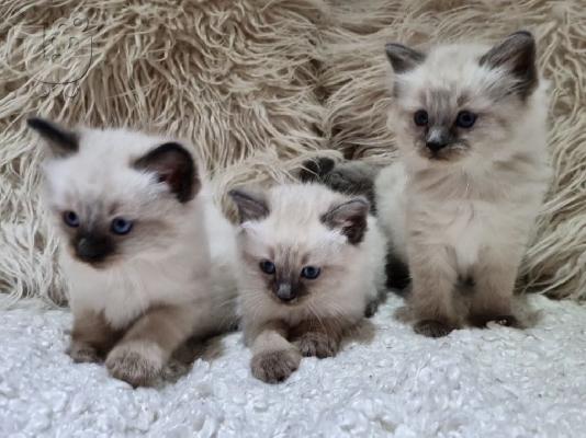 ενεαλογικά γατάκια Ragdoll